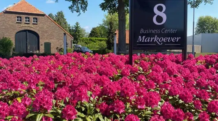 Rhododendrons Markoever